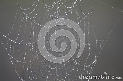 Spider Web Architecture Stock Photo