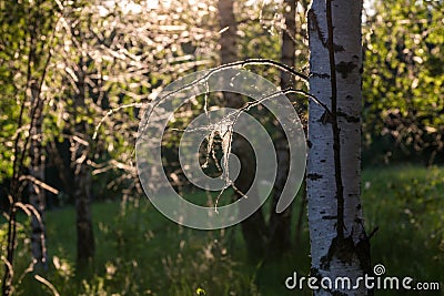 Spider web on birch trees at summer evening in forest with selective focus Stock Photo