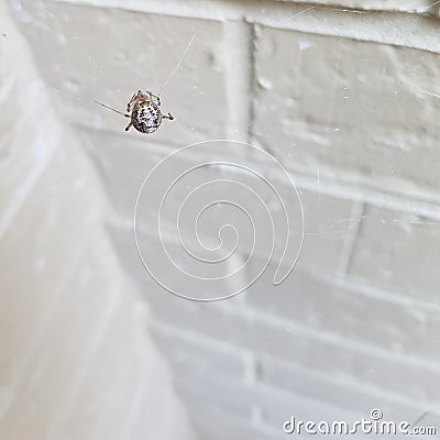 Spider on web Stock Photo