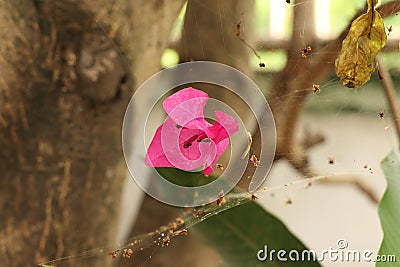 Spider web build to catch insects and prey,spider silk extruded Stock Photo