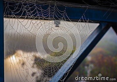 Spider web captures moisture from the air as droplets of water form along its silken strands. Stock Photo