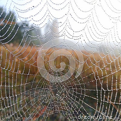 The spider web closeup background Stock Photo