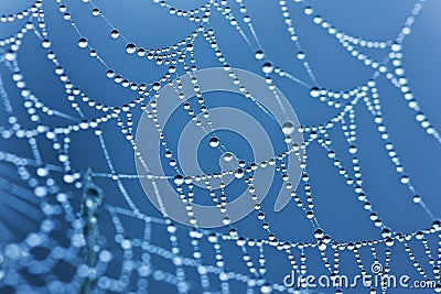 Spider web or cobweb with water drops after rain Stock Photo