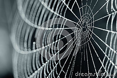 Spider Web With Dew Drops Stock Photo