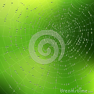 Spider web with dew drops Vector Illustration