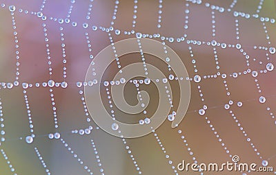 Spider web with dew drops Stock Photo