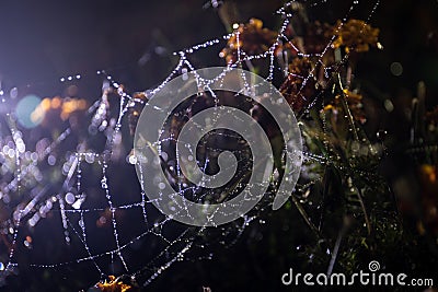 Spider web with dew drops close-up. Natural background, night scene. Cobweb ,spiderweb with water drop Stock Photo