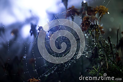 Spider web with dew drops close-up. Natural background, night scene. Cobweb ,spiderweb with water drop Stock Photo