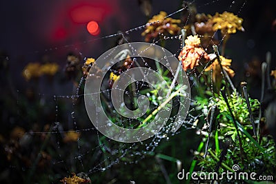 Spider web with dew drops close-up. Natural background, night scene. Cobweb ,spiderweb with water drop Stock Photo