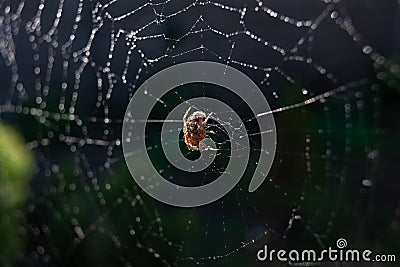 Spider web with dew drops on a dark background. Stock Photo