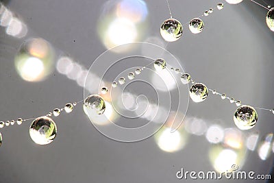 Spider web with dew drops Stock Photo