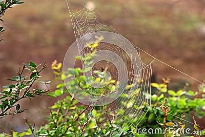 Spider Web with Dew Drops Stock Photo