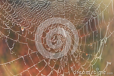 A Spider Web With Drops Of Water On It. Generative AI Stock Photo