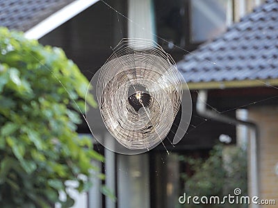 Spider web in early morning covered with dew Stock Photo