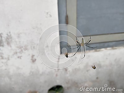 The spider in the web is eating a trapped fly Stock Photo