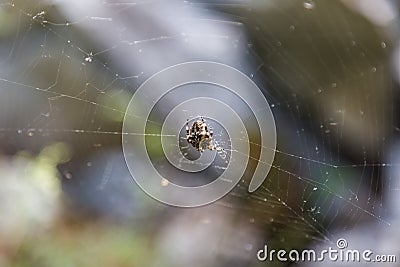 Spider on web in forest in Altai, Russia Stock Photo