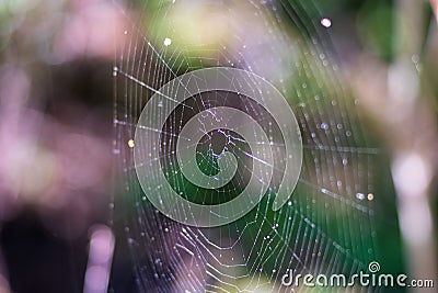 spider web in the forest with purple highlights on dew drops Stock Photo