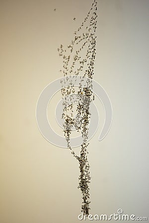 Spider web full of mosquitoes and tiny flies Stock Photo