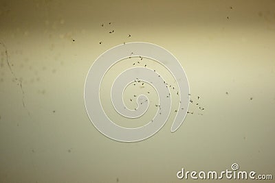 Spider web full of mosquitoes and tiny flies Stock Photo