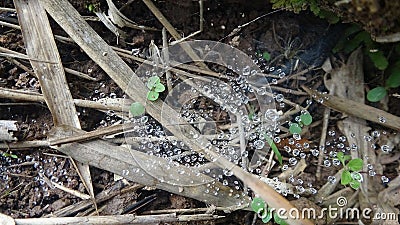 A spider web is full of water drops Stock Photo