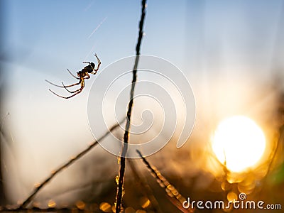 Spider on the web in the garden at sunset. Selective focus. Stock Photo