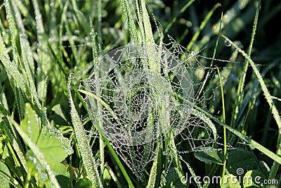 Spider web Stock Photo