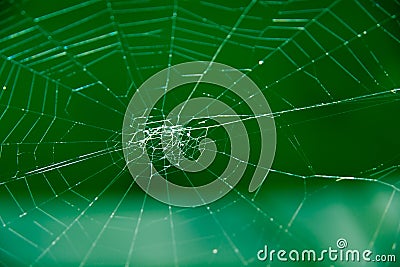 Spider web on a green background Stock Photo