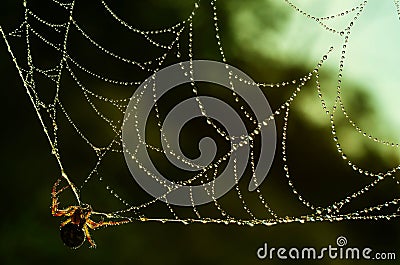 Spider web green drops Stock Photo