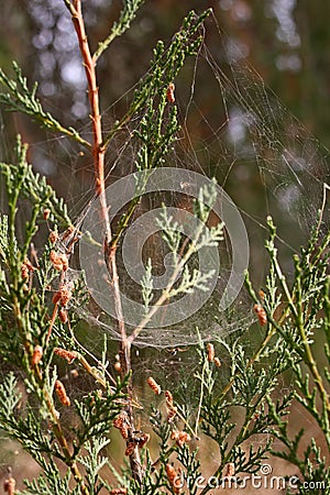 A spider web on a green plant Stock Photo