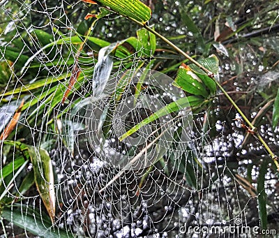 Spider Web is hanging on bamboo leaves. Stock Photo