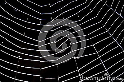 Spider Web Stock Photo