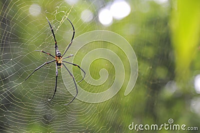 Spider in a web Stock Photo