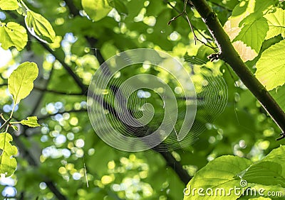 Spider web in spring forest close-up Stock Photo