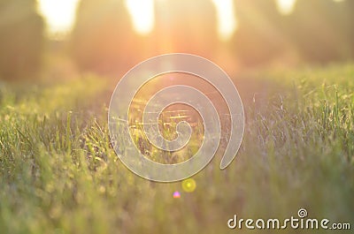 Spider web in low sunlight with sun shafts Stock Photo