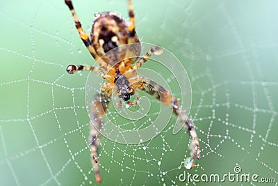 Spider on a web macro. Stock Photo