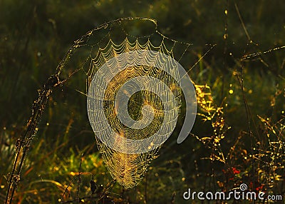 Spider web Stock Photo