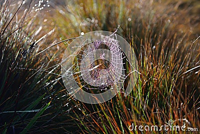 Spider web in morning dewy grass, Sri Lanka Stock Photo