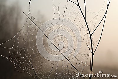 Spider web Stock Photo