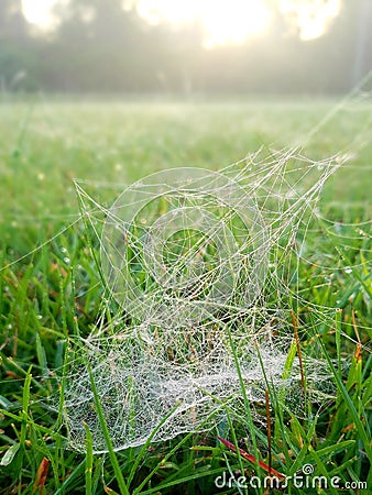 Spider web in the morning Stock Photo