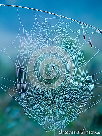 Spider Web in the morning Stock Photo