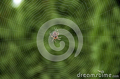 Spider web Stock Photo