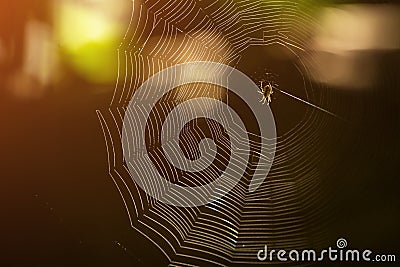 A spider in web Stock Photo