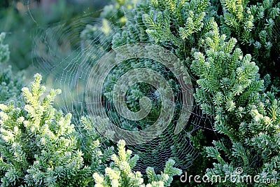 Spider web Stock Photo