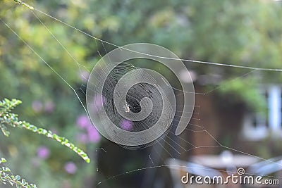 Spider in a web ready to catch insects with detail of cobweb in morning light Stock Photo