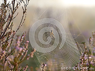 Spider web Stock Photo