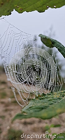 cobweb with morning dew between branches of a tree Stock Photo