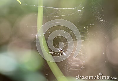A closeup view of spider web and a mosquito in th web Stock Photo