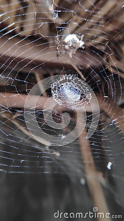 Spider web, spiderweb, spider`s web, or cobweb is a structure created by a spider Stock Photo