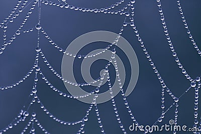 Spider web with strings of dewy pearls Stock Photo