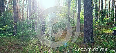 Spider web in sunny rays in forest. Sunlights in morning wood Stock Photo